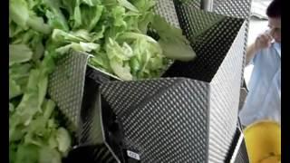 Dissected Lettuce Packing Video with Salad Dimple Plate Combination Weigher from Wilpac