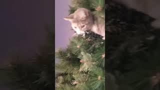 Timmy in the Christmas tree 