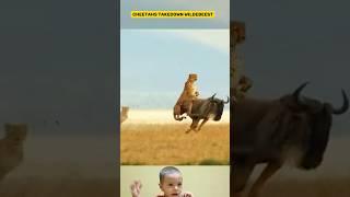 Speed and Precision |Cheetahs Execute a Stunning Takedown of a Wildebeest