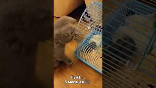 Британка Пума  #britishshorthair #britishcat #kitten #scottishfold #catlover