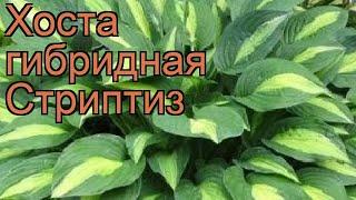 Хоста гибридная Стриптиз (hosta striptease)  Стриптиз обзор: как сажать, рассада хосты Стриптиз