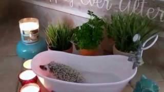 Hedgehog Spa Time