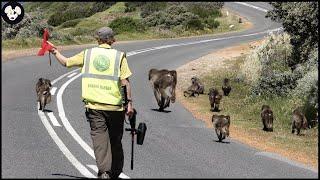 How American Farmers Deal With Milion Invasive Baboons This Way | Farming Documentary