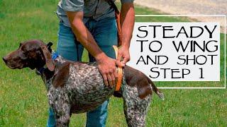 Hunting Dog Training - Steady To Wing & Shot - Do This First