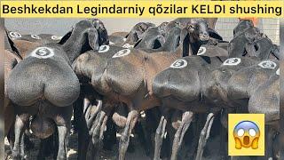 QIRĞZISTONDAN QÕZLARNI ZORI KELDI ARZON NARXDA 7 oylik qozilar SHOSHLIGLAR
