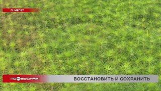 Выжженную и вырубленную тайгу восстанавливают в Иркутской области