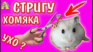 КАК ПОДСТРИЧЬ ХОМЯКА ПРАВИЛЬНО? / ЧТО-ТО ПОШЛО НЕ ТАК! / УХО? / ХОМЯК / ИЗИ / ДРУЖКО ШОУ / АЛИСА ИЗИ