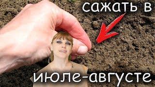 Что еще можно САЖАТЬ в конце ИЮЛЯ и начале АВГУСТА?