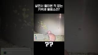 키위새 울음소리 들어본사람?.gif