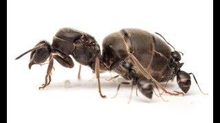 Чёрный садовый муравей или чёрный лазий(лат. Lasius niger)