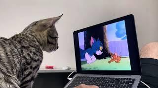 My cat reacts to tom and jerry  Funny reaction