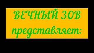 Работа молодых лаек ВСЛ по медведю в дикой природе. Мои солонцы.