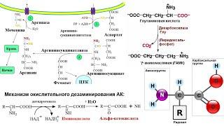 БИОХИМИЯ АМИНОКИСЛОТ. ОБЩАЯ БИОХИМИЯ. ЛЕКЦИЯ 6, часть 1