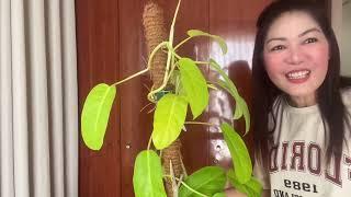 DIY hanging my plants | Susan Vlogs