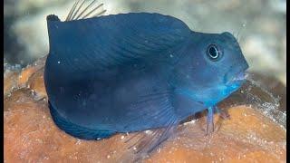 Facts: The Blenny