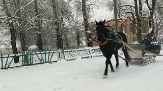 Обучение трёхлетнего коня Буцефала, в санях