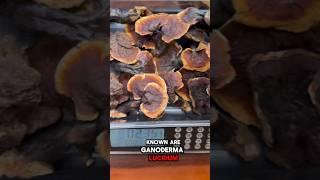 Reishi Magic: Unlock the Power of Ganoderma Mushrooms for Health & Healing #shortvideo #shorts