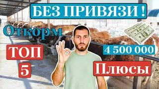 Беспривязный откорм бычков: стоит ли переходить? Плюсы и минусы