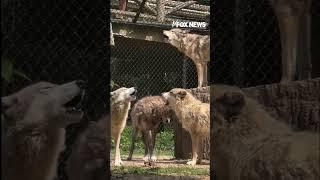WATCH: A howling good time in Tennessee #shorts #wolves #animals #usa #viral #us #new #video