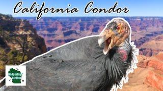 The AMAZING Quest for California Condors at the Grand Canyon