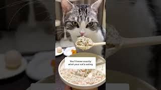 How To Make Healthy Food For Cats Easily! 