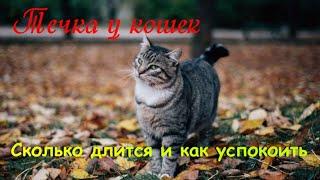 Течка у кошек  Сколько длится и как успокоить  The cat is in heat