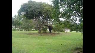 Elephant shaking Mango tree in Yenzi near Gamba