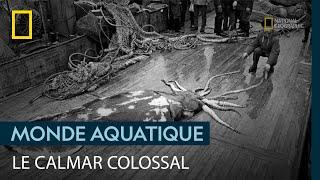 Le calmar colossal, tueur redoutable des mers australes