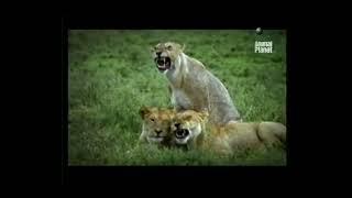 Animal Planet Ident (2006)