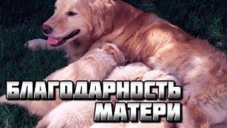 БЛАГОДАРНОСТЬ МАТЕРИ ~РАССКАЗ О СПАСЕНИИ~ИНГА ХОСРОЕВА~ВЕДЬМИНА ИЗБА.