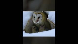 adorable mother owl shields babies from snow! #ai #shorts #cute