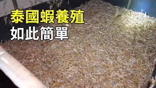 羅氏沼蝦的秘密，養殖過程大開眼界