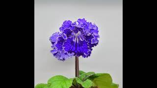 Streptocarpus DS-2452,  DS-Время, DS-Time