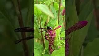 Did You Know This About Dragonflies?  #facts #fascinatingcreatures #fascinatingfacts #dragonflies