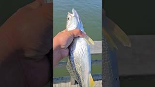 Nice Weakfish.