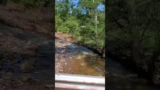 Need some of this #river #adventure #tacoma #toyota #nature #husky #4x4 #summer #forest #water #dog