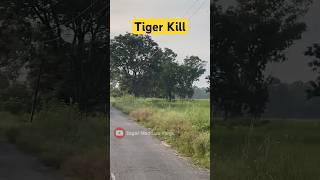 Tiger Attack & Kill  Jim Corbett National Park #wildlife #jimcorbett #tiger