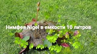 Нимфея, кувшинка Nigel в емкости 10 л. от 17.05.18 г. Продажа взрослых нимфей в контейнерах