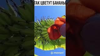 Необычные цветы