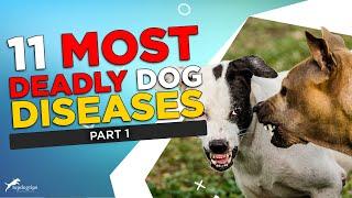 Part 1: 11 Most Deadly Dog Diseases