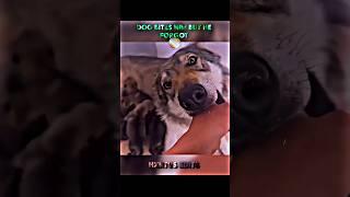 Dog Realised  #shorts #trollface #edit #usa