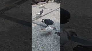 tanatan #youtube#shorts#subscribe