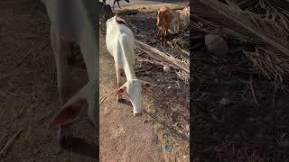 #cow #cows #india #street #flowers