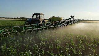 Leaf feeding of corn KSS 5290. MTZ 82.1 tractor and OP 2500.