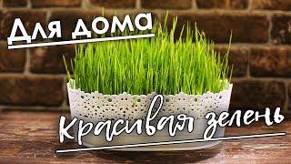 DIY / НАТУРАЛЬНАЯ ЗЕЛЕНЬ ДЛЯ ИНТЕРЬЕРА / ПРИМЕНЕНИЕ КОРЗИНКИ ИЗ ФИКС ПРАЙС