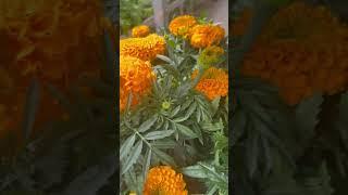 “Vibrant Marigolds in Full Bloom – Nature’s Golden Touch ”#Marigold #FlowerLovers #Nature#shorts