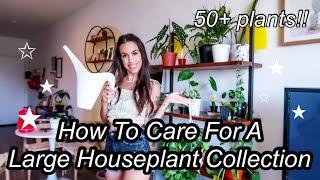 How to Care for a Large Houseplant Collection - 50+ plants!!