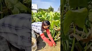 Harvesting arrowhead: Starchy aquatic vegetable with fine texture, used for food and medicine