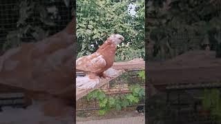 #uzbekistan #russia #qirgizston #pigeon #tauben #tauben #golubi #golub #kabootar #qushlar #reels