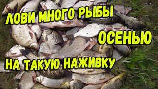 Рыба дико реагирует на эту наживку для рыбалки по холодной воде